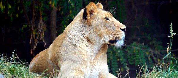 Львица - 俄罗斯卫星通讯社