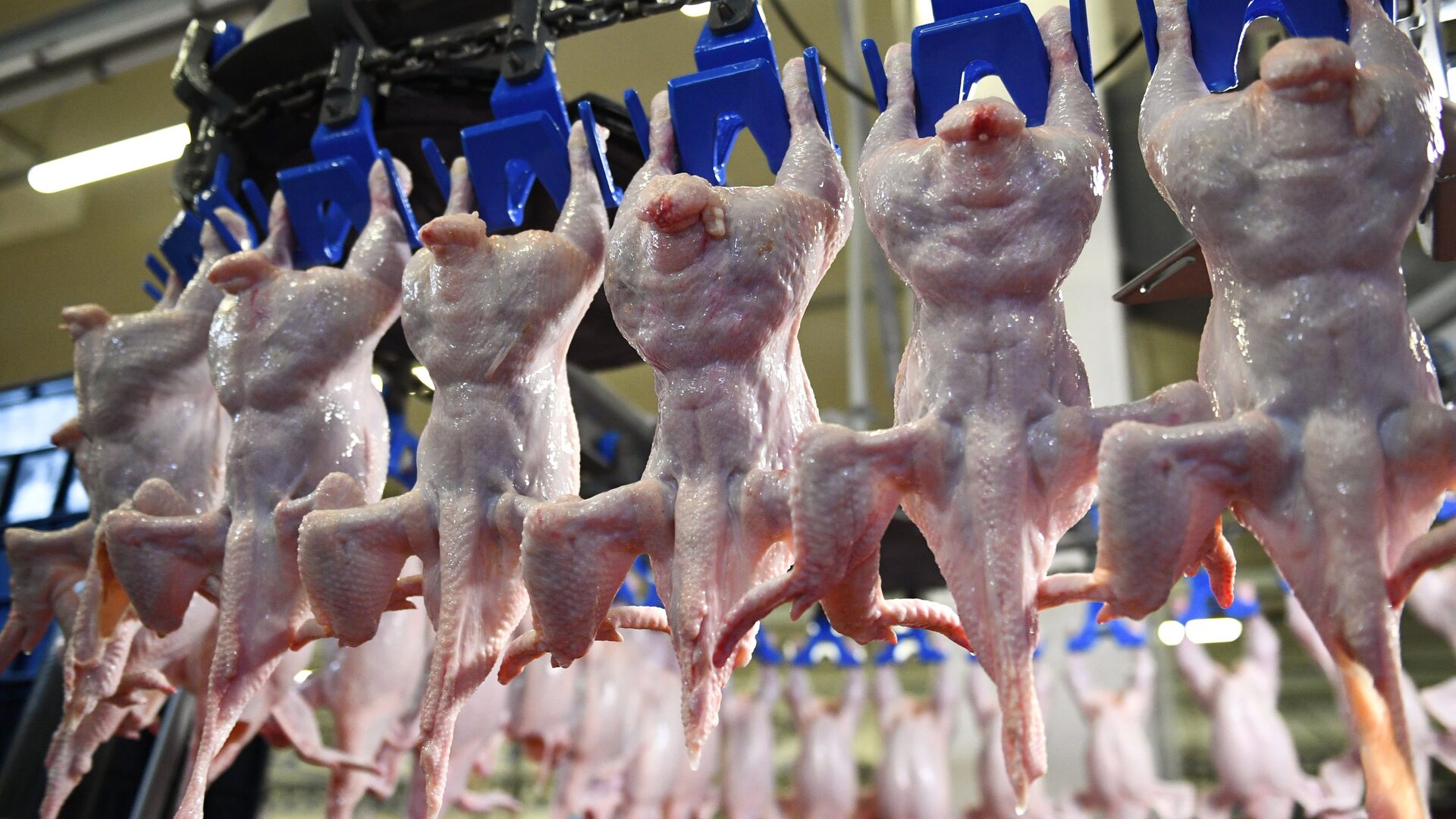 禽肉食品在发往中国前外包装均经过新冠检测 - 俄罗斯卫星通讯社, 1920, 04.02.2021