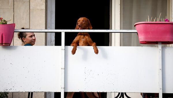維羅納的居民被禁止將寵物留在陽台上 - 俄羅斯衛星通訊社