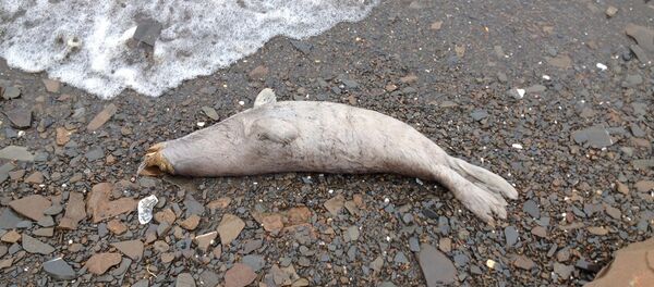 美開始調查阿拉斯加大量海豹死亡原因 - 俄羅斯衛星通訊社