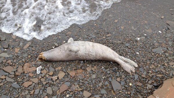 美開始調查阿拉斯加大量海豹死亡原因 - 俄羅斯衛星通訊社