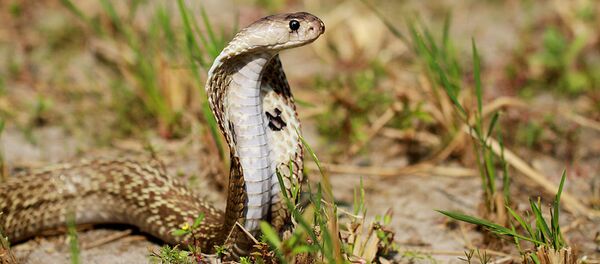 印度居民“抱怨”厕所里有蛇 - 俄罗斯卫星通讯社