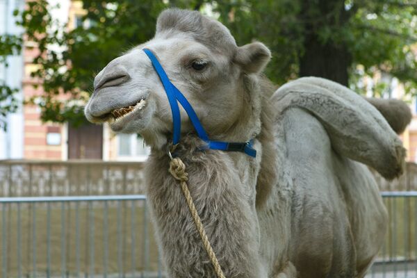 历史复原狂欢节上的骆驼 - 俄罗斯卫星通讯社