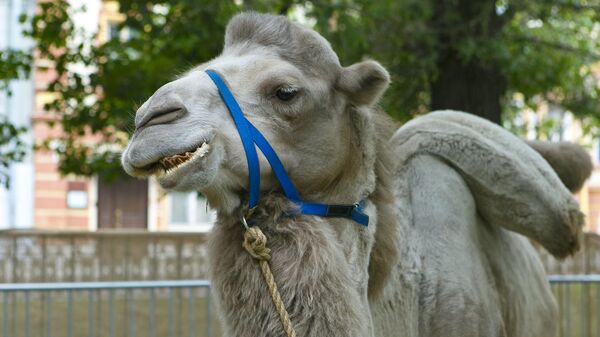 媒体：八只骆驼从萨尔茨堡马戏团逃脱 - 俄罗斯卫星通讯社