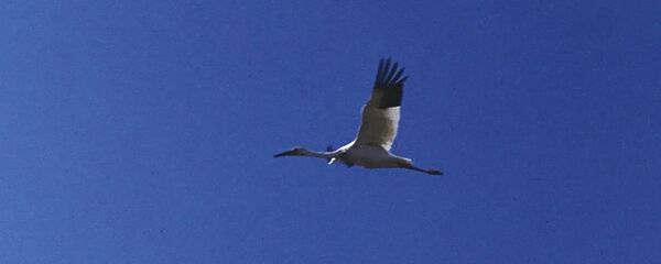 西伯利亚白鹤（雅库特） - 俄罗斯卫星通讯社