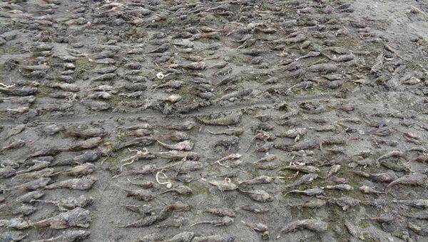 貝加爾湖魚蝦大量死亡 - 俄羅斯衛星通訊社