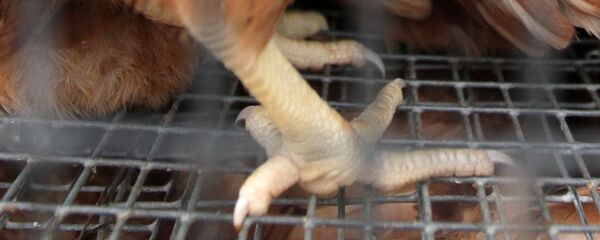  雞爪 - 俄羅斯衛星通訊社