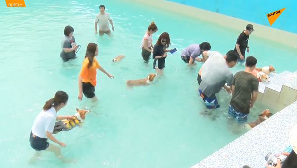 上海舉行柯基犬游泳派對 - 俄羅斯衛星通訊社