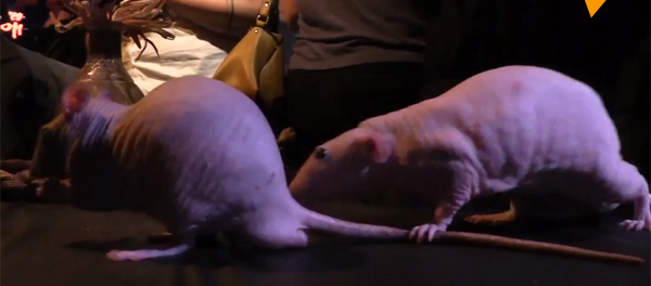 老鼠咖啡館 老鼠咖啡館 - 俄羅斯衛星通訊社