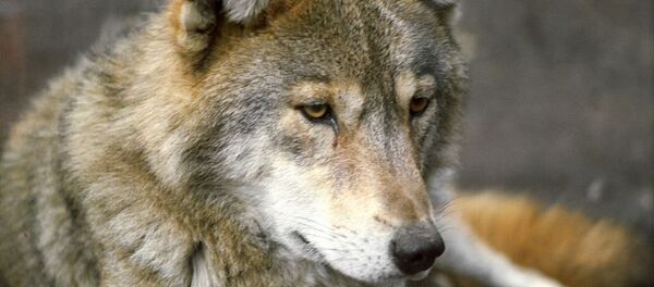 狼 - 俄罗斯卫星通讯社