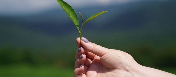 索契茶叶采摘 - 俄罗斯卫星通讯社