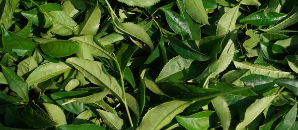 中方对从克拉斯诺达尔边疆区进口茶叶感兴趣 - 俄罗斯卫星通讯社