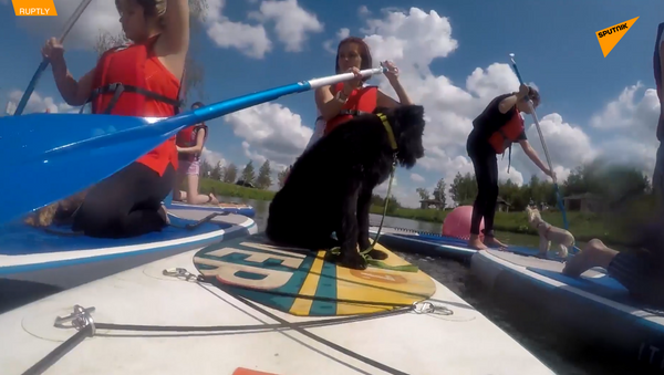 雙倍歡樂：狗狗參加SUP槳板衝浪賽 - 俄羅斯衛星通訊社