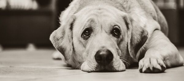 狗的溫柔導致女主人截肢 - 俄羅斯衛星通訊社