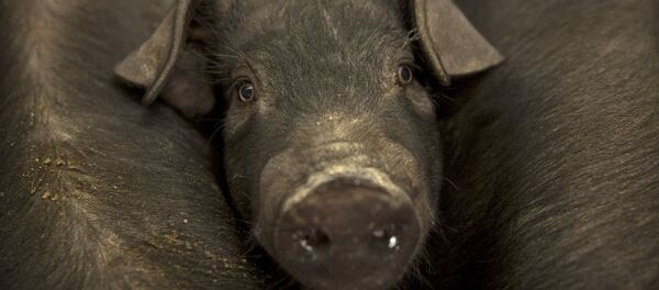 Поросенок с фермы, расположенной в деревне Цзянцзяцяо, Северный Китай - 俄罗斯卫星通讯社