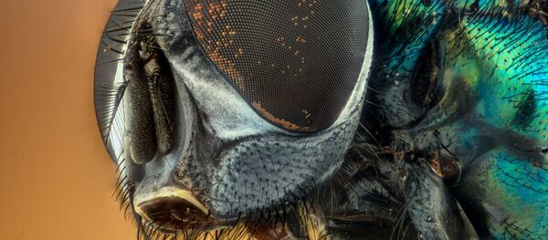 Снимок мухи - 俄羅斯衛星通訊社