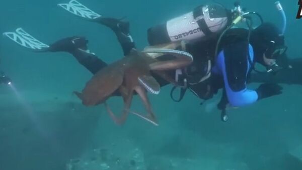 一名潜水员在日本海被巨型章鱼纠缠不休 - 俄罗斯卫星通讯社