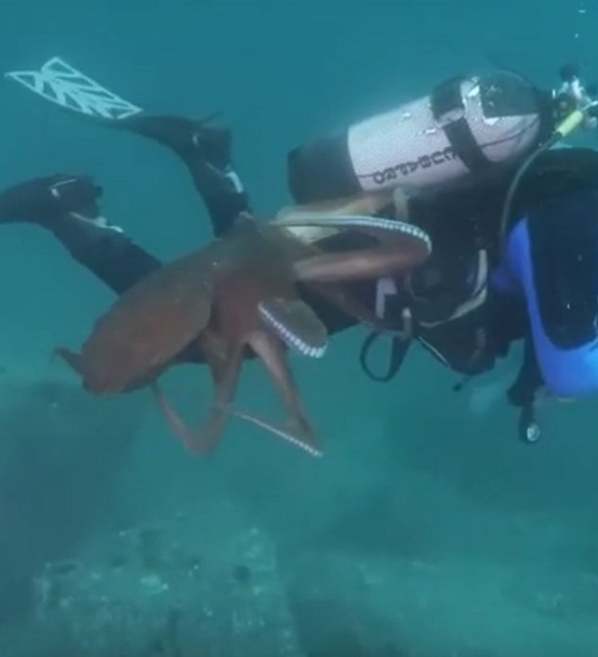 超治愈纪录片《我的章鱼老师》：潜水员耗时一年，记录章鱼朋友的一生！