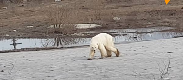 真實版“熊出沒”！北極熊現身西伯利亞城市 - 俄羅斯衛星通訊社