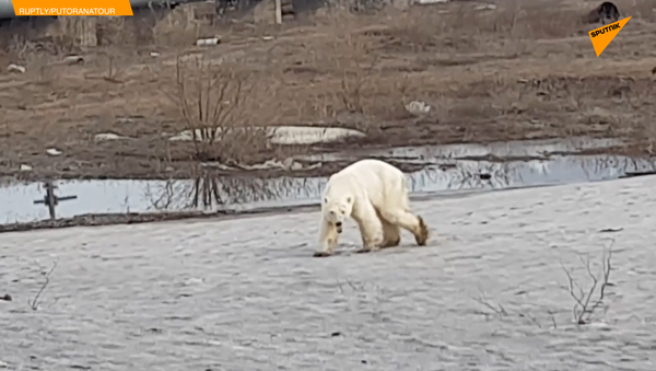 真實版“熊出沒”！北極熊現身西伯利亞城市 - 俄羅斯衛星通訊社