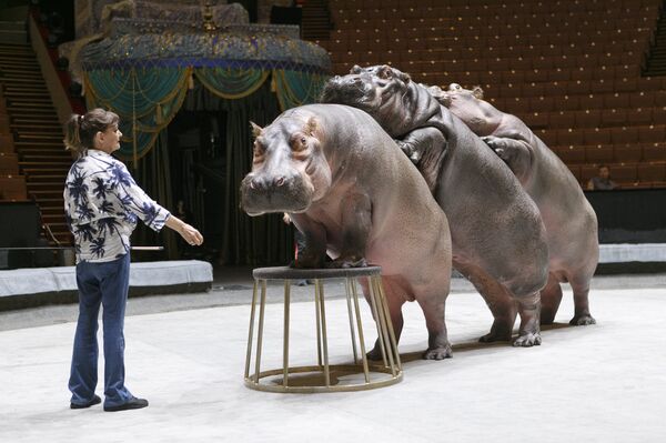 河马在排练 - 俄罗斯卫星通讯社