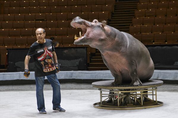 河马在排练 - 俄罗斯卫星通讯社