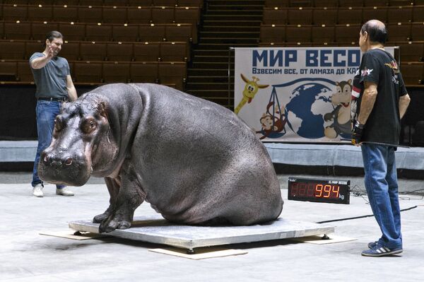 河马兹拉吉克称重：994公斤 - 俄罗斯卫星通讯社
