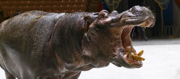 河马是非常可怕的动物 河马是非常可怕的动物 - 俄罗斯卫星通讯社