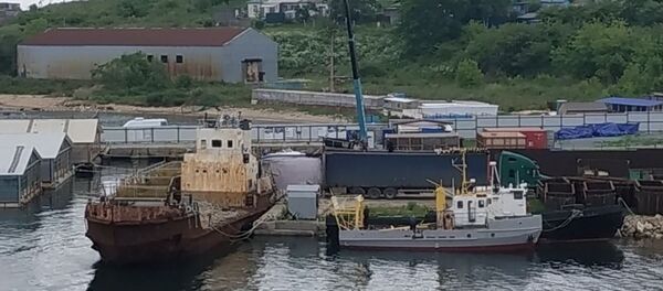 俄科学家：赎买远东所有被囚鲸鱼约需567万美元 - 俄罗斯卫星通讯社