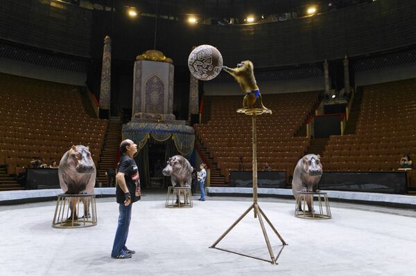 河马和猴子一同演杂技 - 排练镜头 - 俄罗斯卫星通讯社