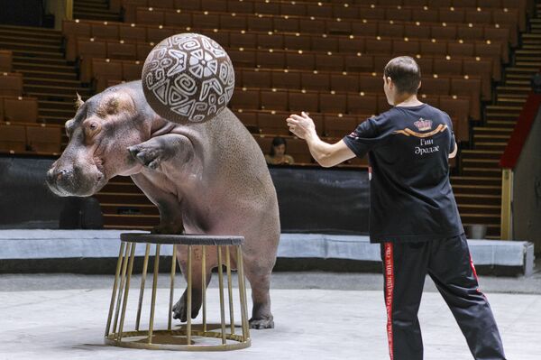 河马在排练 - 俄罗斯卫星通讯社