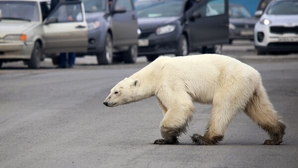 俄氣象部門解釋北極熊何時會從冰上離開楚科奇的村莊 - 俄羅斯衛星通訊社