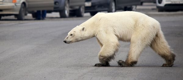 俄氣象部門解釋北極熊何時會從冰上離開楚科奇的村莊 - 俄羅斯衛星通訊社
