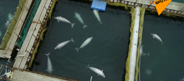 俄“鲸鱼监狱”首批虎鲸白鲸已被送至放归点 - 俄罗斯卫星通讯社