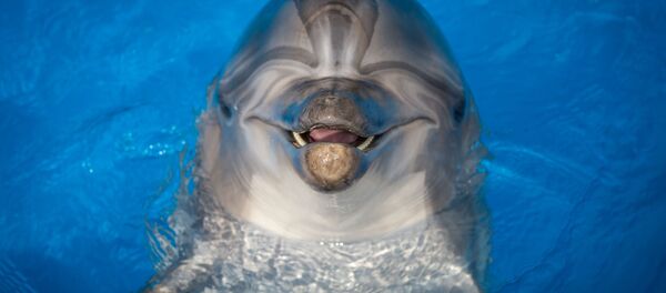 中国医生将前往俄索契学习海豚疗法治疗儿童自闭症 - 俄罗斯卫星通讯社