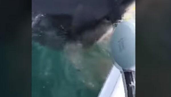 《最棒的一天》：大白鲨差点没爬上渔民的船 - 俄罗斯卫星通讯社