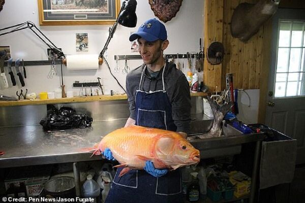 美國一男子抓到一條年齡為100歲的基因突變魚 - 俄羅斯衛星通訊社