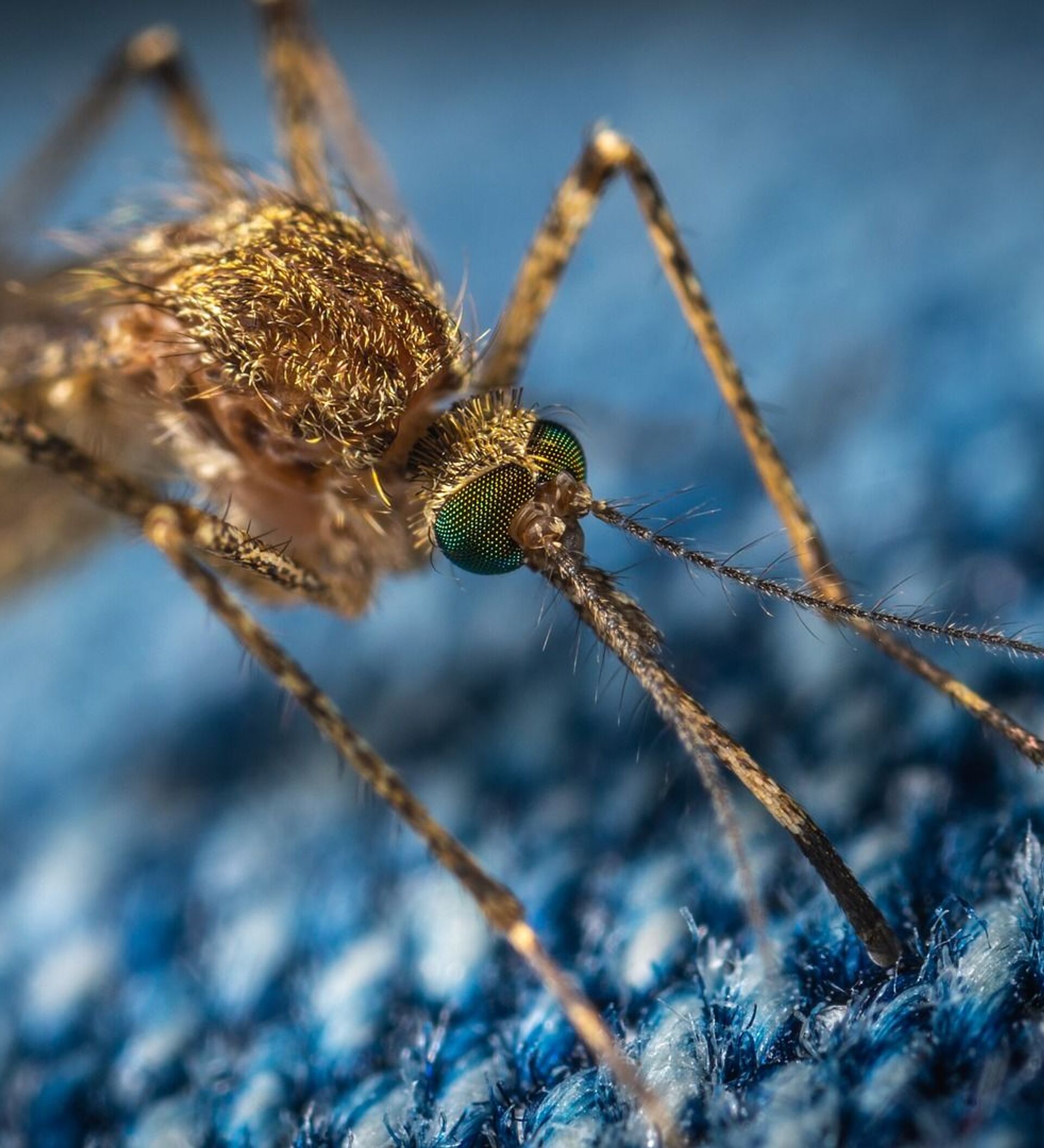 俄罗斯生物学家 中国辐射灭蚊法安全有效 21年8月27日 俄罗斯卫星通讯社