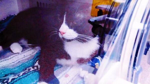 小猫爬进洗衣机“被洗”一小时后幸存 - 俄罗斯卫星通讯社