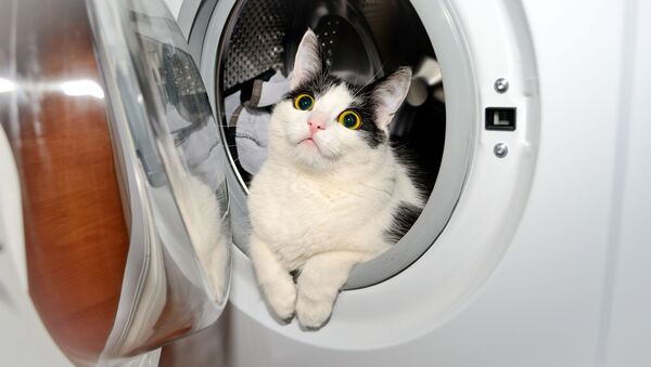 威胁健康的洗衣机模式出炉 - 俄罗斯卫星通讯社