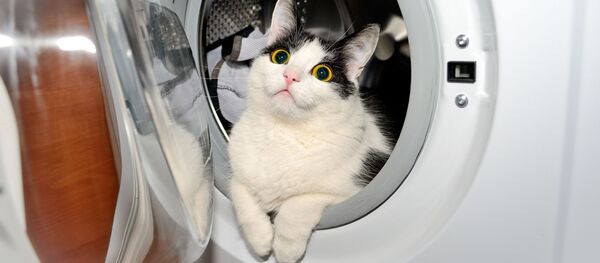 威胁健康的洗衣机模式出炉 - 俄罗斯卫星通讯社