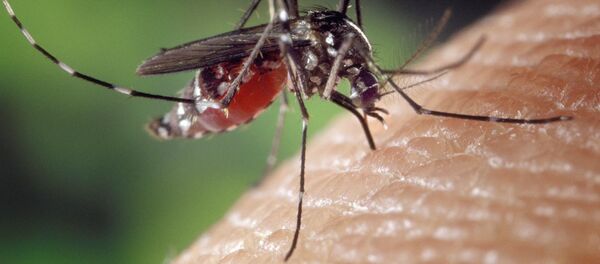 Комар на коже - 俄罗斯卫星通讯社