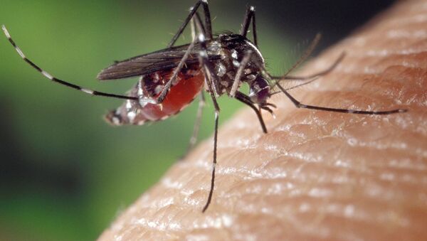 俄羅斯科學家發現蚊子最常叮咬哪些人 - 俄羅斯衛星通訊社