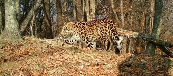 滨海边疆区一头豹子在俄中边境口岸附近“迷路” 滨海边疆区一头豹子在俄中边境口岸附近“迷路” - 俄罗斯卫星通讯社