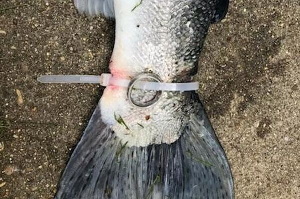 美國漁夫捕到一條尾巴上綁有戒指的魚 - 俄羅斯衛星通訊社