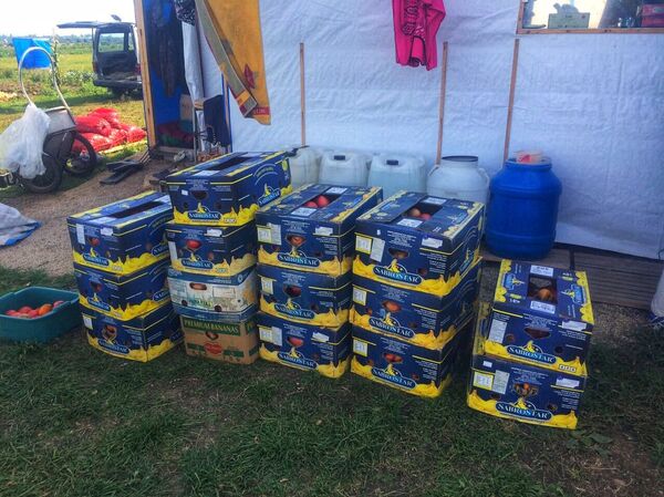 生态西红柿正准备发往市场 - 俄罗斯卫星通讯社