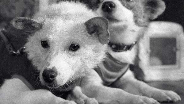 俄航天集團在“宇宙-110”飛船升空55週年之際解密相關資料 - 俄羅斯衛星通訊社