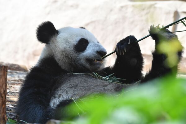 由中國移交給莫斯科動物園的大熊貓 - 俄羅斯衛星通訊社