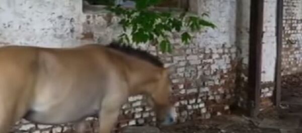 灾难发生三十三年后 切尔诺贝利的动物重焕生机 - 俄罗斯卫星通讯社