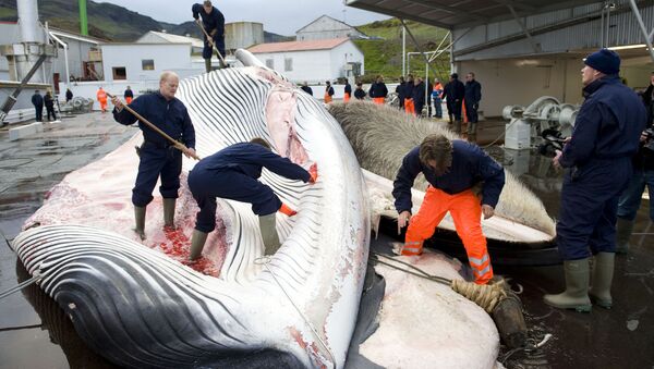 日本脱离国际捕鲸委员会或恢复捕捞作业 - 俄罗斯卫星通讯社